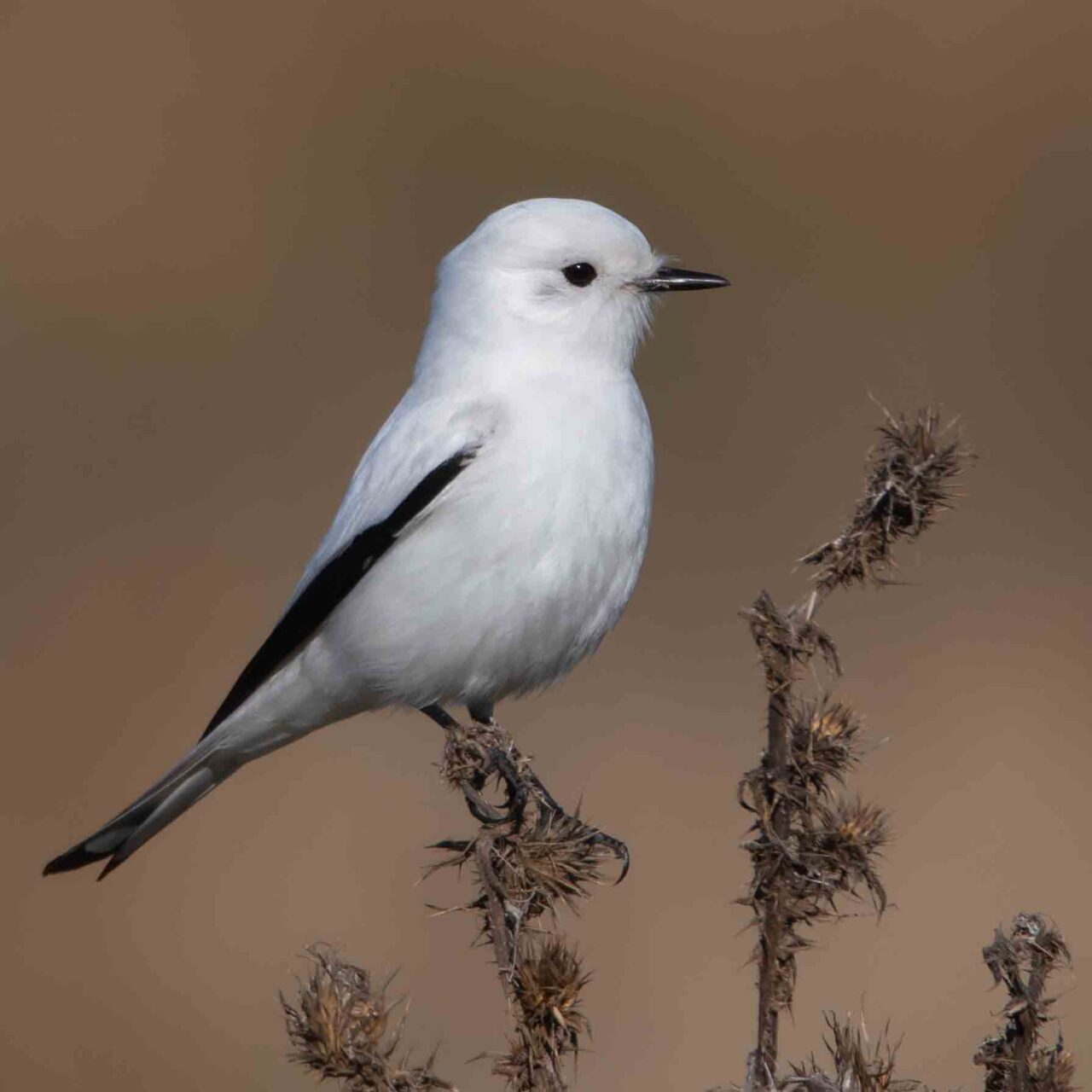 Monjita Blanca